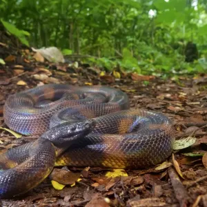 Bismarckringelpython
