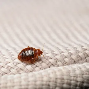 Bed bug Print on cloth, Focus stacked Bed bug Print on cloth, Focus stacked