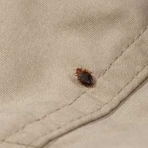 Bed bug (Cimex lectularius) Print on cloth Bed bug (Cimex lectularius) Print on cloth