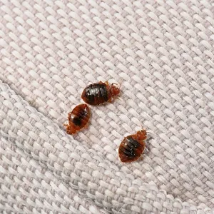 Three Bed bugs (Cimex lectularius) Print on cloth Three Bed bugs (Cimex lectularius) Print on cloth
