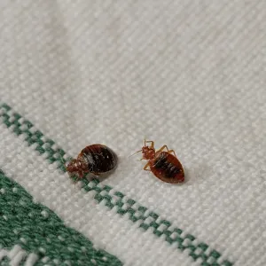 Two Bed bugs on cloth Print