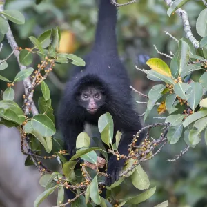 Black Spider Monkey Print, Madidi National Park, Bolivia Black Spider Monkey Print, Madidi National Park, Bolivia