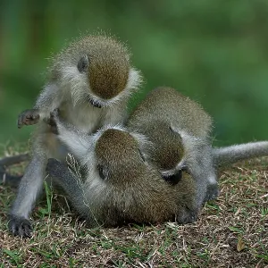 Three Blue monkey juveniles print, Uganda Three Blue monkey juveniles print, Uganda
