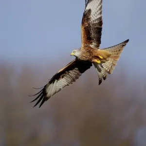 Red kite in flight, Gigrin Farm, Mid Wales print Red kite in flight, Gigrin Farm, Mid Wales print