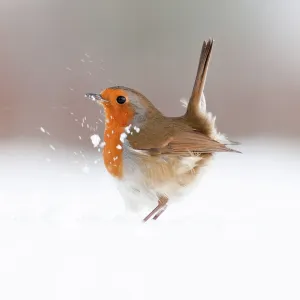 Robin Print, Erithacus rubecula in Snow Robin Print, Erithacus rubecula in Snow