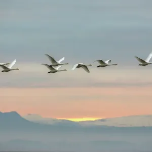 Whooper Swan Print at Sunset, Caerlaverock WWT Whooper Swan Print at Sunset, Caerlaverock WWT