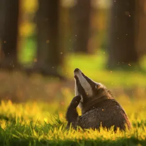 Badger Print: Adult Backlit at Sunset Scratching Ears Badger Print: Adult Backlit at Sunset Scratching Ears