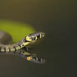 Grass Snake Print on Lily Pad Reflected in Water Grass Snake Print on Lily Pad Reflected in Water