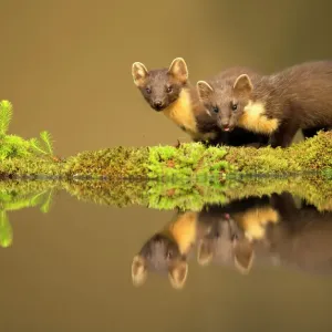 Pine marten Print, reflected in water Pine marten Print, reflected in water
