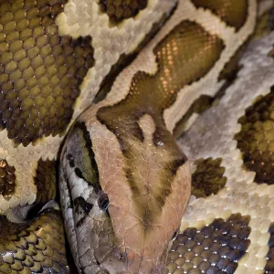 Burmese python coiled head portrait print