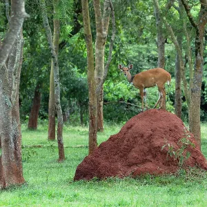 Bushbuck Print: Termite Mound Scene, Ziwa Rhino Sanctuary Bushbuck Print: Termite Mound Scene, Ziwa Rhino Sanctuary