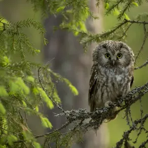 Die Tengmalm-Owle (Aegolius funereus) sitzt auf einem Zweig in Finnland Die Tengmalm-Owle (Aegolius funereus) sitzt auf einem Zweig in Finnland