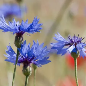 Cornflowers in Fallow Fields Print, Italy Cornflowers in Fallow Fields Print, Italy