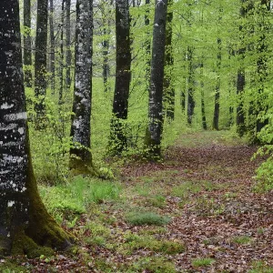 Bosque de roble (Fagus sylvatica) en primavera, Montañas de Vosgos, Francia, mayo. Bosque de roble (Fagus sylvatica) en primavera, Montañas de Vosgos, Francia, mayo.