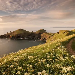 Los Rumps, Pentire Head, luz de la tarde con el Camino Costero de Devon, Polzeath, Cornualles, Reino Unido. Junio 2015 Los Rumps, Pentire Head, luz de la tarde con el Camino Costero de Devon, Polzeath, Cornualles, Reino Unido. Junio 2015