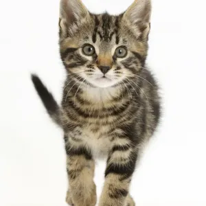 Gatito de tabby, Smudge, 8 semanas, caminando. Gatito de tabby, Smudge, 8 semanas, caminando.