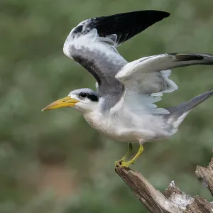 Großschnabel-Tern (Phaetusa simplex) auf einem Ast sitzend, Flügel ausbreitend, Pampas del Yacuma, El Beni, Bolivien. Großschnabel-Tern (Phaetusa simplex) auf einem Ast sitzend, Flügel ausbreitend, Pampas del Yacuma, El Beni, Bolivien.