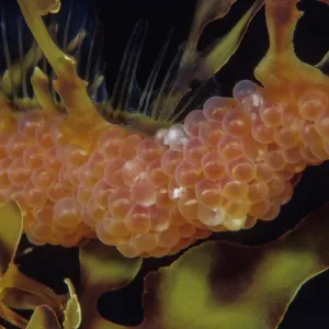 Leafy Seadragon Print: Male with Eggs in Brood Pouch Leafy Seadragon Print: Male with Eggs in Brood Pouch