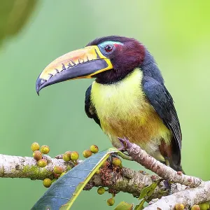 Print of a Lettered Aracari perched on a branch in the Amazon rainforest Print of a Lettered Aracari perched on a branch in the Amazon rainforest
