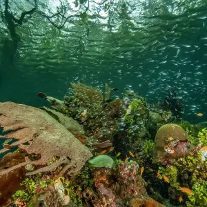 Mangrove Ecosystem Print featuring marine life and coral Mangrove Ecosystem Print featuring marine life and coral