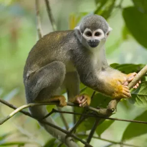 Gewöhnlicher Eichhornschwanzmaulaffenartige (Saimiri sciureus ssp. macrodon), im Baum, Peru, gefangen Gewöhnlicher Eichhornschwanzmaulaffenartige (Saimiri sciureus ssp. macrodon), im Baum, Peru, gefangen