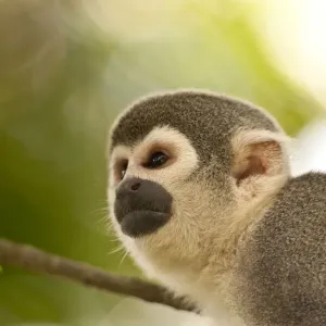 Common Squirrel Monkey Print, Peru Tree Scene Common Squirrel Monkey Print, Peru Tree Scene