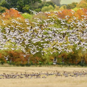 Pink footed geese flock in flight, Udale Bay Print Pink footed geese flock in flight, Udale Bay Print