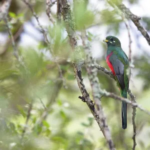 Narina-Trogon (Apaloderma narina) auf Baum, Hluhluwe Game Reserve, KwaZulu Natal, Südafrika. Narina-Trogon (Apaloderma narina) auf Baum, Hluhluwe Game Reserve, KwaZulu Natal, Südafrika.
