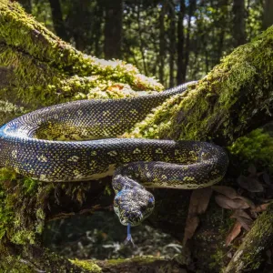 Diamond Python Print on Fallen Moss Diamond Python Print on Fallen Moss