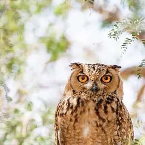 Bubo ascalaphus-Portrait, Al Qudra, Dubai, VAE Bubo ascalaphus-Portrait, Al Qudra, Dubai, VAE