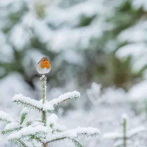 Robin Print: Erithacus rubecula on spruce sapling, Scotland Robin Print: Erithacus rubecula on spruce sapling, Scotland