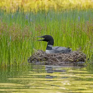 Common loon nesting at lake edge, Acadia National Park Print Common loon nesting at lake edge, Acadia National Park Print