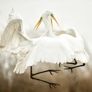 Great egret print, two birds in mid-air combat over Lake Csaj Great egret print, two birds in mid-air combat over Lake Csaj