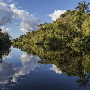 River Reflections Print, Amazon Rainforest Scene River Reflections Print, Amazon Rainforest Scene