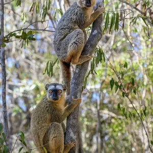 Rotvorderleitbrownlemuren (Eulemur rufifrons) Paar, Männchen oben, klettert Baum hinauf, Kirindy Wald, Zentralmenabe, westliches Madagaskar. Rotvorderleitbrownlemuren (Eulemur rufifrons) Paar, Männchen oben, klettert Baum hinauf, Kirindy Wald, Zentralmenabe, westliches Madagaskar.