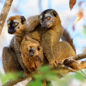 Eulemur rufifrons-Paar, männlich links, mit Jungtier im Alter von 3-4 Wochen, sitzt zusammen auf einem Ast in der Waldunterwuchs, Kirindy Forest, Zentral-Menabe. Eulemur rufifrons-Paar, männlich links, mit Jungtier im Alter von 3-4 Wochen, sitzt zusammen auf einem Ast in der Waldunterwuchs, Kirindy Forest, Zentral-Menabe.