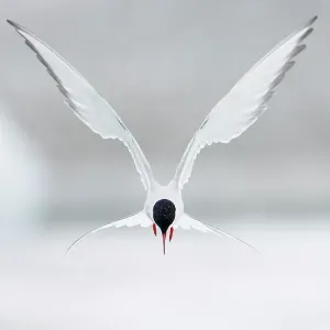 La Sterne arctique (Sterna paradisaea) en vol planant, juin, Islande. Plaque de l'album Magic Moments. La Sterne arctique (Sterna paradisaea) en vol planant, juin, Islande. Plaque de l'album Magic Moments.