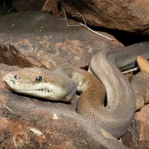 RF - Olivenpython (Liasis olivaceus) wahrscheinlich ein Weibchen aufgrund der großen Größe, in einem trockenen Bachbett auf Passierende Beute lauert, Adelaide River Hills, Northern Territory, Australien. RF - Olivenpython (Liasis olivaceus) wahrscheinlich ein Weibchen aufgrund der großen Größe, in einem trockenen Bachbett auf Passierende Beute lauert, Adelaide River Hills, Northern Territory, Australien.
