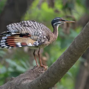 Sonnenbittern (Eurypyga helias) auf einem Ast, Pampas del Yacuma, El Beni, Bolivien. Sonnenbittern (Eurypyga helias) auf einem Ast, Pampas del Yacuma, El Beni, Bolivien.