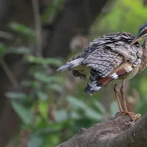 Sonnenbittern (Eurypyga helias) auf einem Ast, Pampas del Yacuma, El Beni, Bolivien. Sonnenbittern (Eurypyga helias) auf einem Ast, Pampas del Yacuma, El Beni, Bolivien.