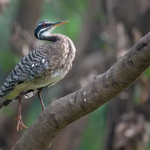 Sonnenbittern (Eurypyga helias) auf einem Ast, Pampas del Yacuma, El Beni, Bolivien. Sonnenbittern (Eurypyga helias) auf einem Ast, Pampas del Yacuma, El Beni, Bolivien.
