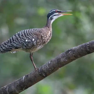 Sonnenbittern (Eurypyga helias) auf einem Ast, Pampas del Yacuma, El Beni, Bolivien. Sonnenbittern (Eurypyga helias) auf einem Ast, Pampas del Yacuma, El Beni, Bolivien.