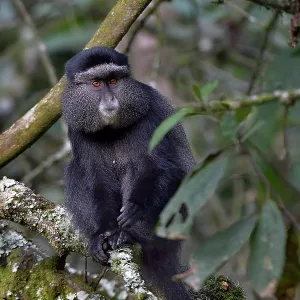 Sykes monkey print, Uganda Sykes monkey print, Uganda