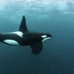 Killer whale Print: Underwater image of a mature male Orca