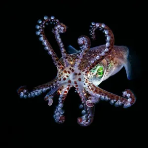 Mimika Bobtail Squid Print Mimika Bobtail Squid Print
