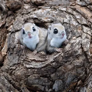 Siberian Flying Squirrel Nest Print
