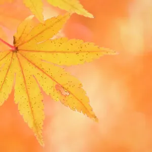 Japanese Maple Print, Autumn Foliage Near Lake Kawaguchi-ko