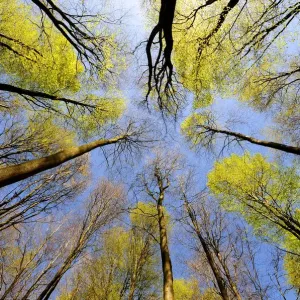Beech Tree Canopy Print Beech Tree Canopy Print
