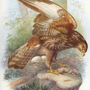 Common Buzzard Print, 1910 watercolour Common Buzzard Print, 1910 watercolour