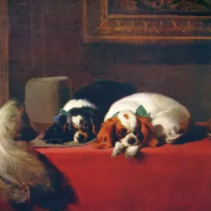 King Charles Spaniels Print, 1845 (c1915), Tate Gallery King Charles Spaniels Print, 1845 (c1915), Tate Gallery